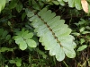 ch8a 2259.jpg Dans le parc national Aketajawe à Halmahera aux Moluques