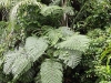 ch8a 2286.jpg Dans le parc national d'Aketajawe-Lolobota à Halmahera aux Moluques