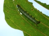 ch8a 2406.jpg Chenille dans le parc national d'Aketajawe-Lolobota à Halmahera aux Moluques