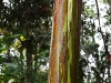 ch8a 2985.jpg Eucalyptus deglupta dans le parc national de Lore lindu à Luwuk au Sulawesi central