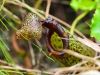 ch8a 3053.jpg Plantes carnivores Nepenthes sp dans le parc national de Lore lindu à Luwuk au  Sulawescentral