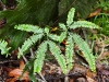 ch8a 3075.jpg Fougère dans le parc national de Lore lindu à Luwuk au Sulawesi  central