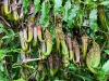 ch8a 3152.jpg Plantes carnivores Nepenthes sp dans le parc national de Lore lindu au Sulawesi central