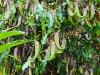 ch8a 3154.jpg Plantes carnivores Nepenthes sp dans le parc national de Lore lindu à Luwuk au Sulawesi central