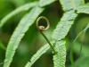 ch8a 3162.jpg Fougère dans le parc national Lore lindu à Palu au Sulawesi central