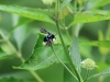 ch8a 3170.jpg Mouche bleue dans le parc naturel national de Lore lindu à Palu au Sulawesi central