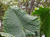 ch8a 3438.jpg Feuille géante dans le parc national de Lore lindo à Palu au Sulawesi central