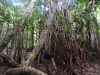 dscn 0476.jpg HLM à tarsiers dans le parc national de Tangkoko au Sulawesi nord