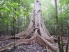 dscn 0566.jpg Arbre à contreforts dans le parc national de Tangkoko au Sulawesi nord