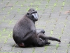 dscn 0610.jpg Macaques noirs Macaca nigra dans le parc national de Tangkoko au Sulawesi nord