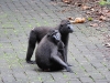 dscn 0612.jpg Macaques noirs Macaca nigra dans le parc national de Tangkoko au Sulawesi nord