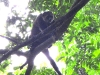 dscn 0769.jpg Phalanger des Célèbes Strigocuscus celebensis dans le parc national de Tangkoko au Sulawesi nord