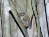 dscn 0859.jpg Tarsier de Gursky Tarsius spectrum gurskyae dans le parc national de Tangkoko au Sulawesi nord