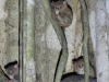 dscn 0901.jpg Tarsiers de Gursky Tarsius spectrum gurskyae dans le parc national de Tangkoko au Sulawesi nord