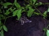 dscn 0980.jpg Ecureuil volant de Sulavvesi Petinomys fuscocapillus dans le parc national de Tangkoko au Sulawesi nord