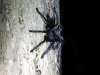 dscn 1082.jpg Mygale noire dans le parc national de Tangkoko au Sulawesi nord