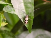 dscn 1594.jpg Insecte dans le parc national de Tangkoko  au Sulawesi nord