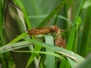 dscn 1864.jpg odonate non déterminé dans les dans les jardins du restaurant Gardenia à Tomohon au Sulawesi nord