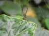 dscn 2094.jpg Araignée dans le parc national de Aketajavve-Lolobota à Hamalhera aux Moluques