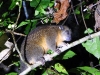 dscn 2877.jpg Phalanger des Moluques, ou cuscus orné ou des Moluques au parc national Aketajavve- Lolobota à Halmahera, Moluques