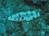 p 3290345.jpg Nudibranche Dermatobranchus gonatophora à Westren rocky, îles Mergui, Birmanie
