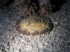 pa 030321.jpg Nudibranche White-gilled discodoris (info Neville Coleman) à Torpedo alley, Rinca island, parc national de Komodo, Indonésie