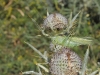 dsc 918 9.jpg Grande sauterelle verte Tettigonia viridissima dans le vallon du Guil