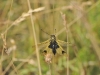 dsc 3567.jpg Ascalaphe ambré Libelloides longicornis dans le vallon du Guil