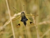 Ascalaphe ambré Libelloides longicornis dans le vallon du Guil