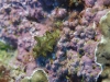 dsc 0936.jpog Limace de mer Elysia ornata à Jack's point, Una una island, Togians, Sulawesi