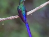 dsc 4473.jpg Sylphe à queue violette Aglaiocercus coelestis au Birdwatcher's House (chez Vinicio Perez)