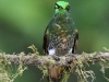 dsc 4495.jpg Colibri flavescent Boissonnaeua flavescens au Birdwatcher's House (chez Vinicio Perez)
