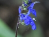 dsc 4339.jpg Salvia scutellariodes à Bellavista