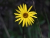 dsc 6068.jpg Fleur dans le Parc National de Cayambe-Coca