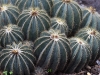 dsc 3515.jpg Cactus au Jardin botanique de Quito