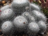 dsc 3518.jpg Cactus au Jardin botanique de Quito