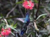 dsc 3543.jpg Colibri anaïs Colibri coruscans au Jardin botanique de Quito