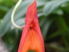 dsc 3551.jpg Orchidée Masdevallia au Jardin botanique de Quito