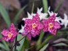 dsc 3553.jpg Orchidées au Jardin botanique de Quito