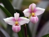 dsc 3560.jpg Orchidées au Jardin botanique de Quito