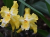 dsc 3566.jpg Orchidées Odontoglossum au Jardin botanique de Quito