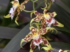 dsc 3568.jpg Orchidées Odontoglossum au Jardin botanique de Quito
