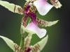 dsc 3574.jpg Orchidées Odontoglossum au Jardin botanique de Quito