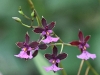 dsc 3585.jpg Orchidées Caucaea au Jardin botanique de Quito