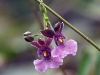 dsc 3589.jpg Orchidées Caucaea au Jardin botanique de Quito