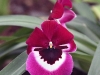dsc 3601.jpg Orchidées au Jardin botanique de Quito
