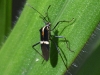 dsc 6851.jpg Insecte à Narupayacu