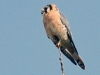 dsc 3681.jpg Crécerelle d'Amérique Falco sparverius dans le parc archéologique Rumipamba à Quito