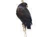 dsc 4644.jpg Pione noir Pionus chalcopterus à la tour de la réserve du rio Silanche
