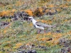 dsc 5830.jpg Vanneau des Andes Vanellus resplendens dans la réserve de l'Antisana